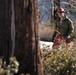 Mountain Engineers Fall Trees During Mountain Engineers Course