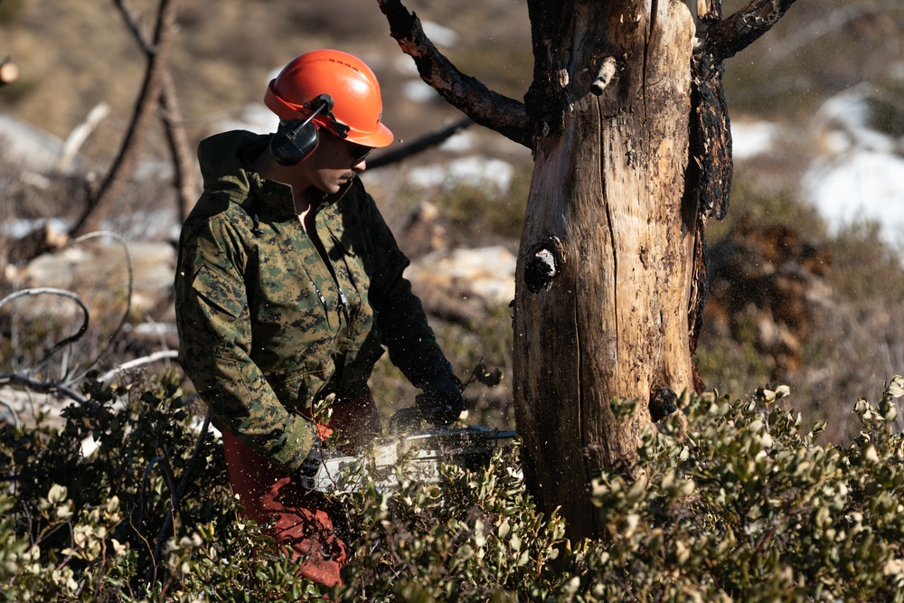 Mountain Engineers Fall Trees During Mountain Engineers Course