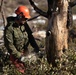 Mountain Engineers Fall Trees During Mountain Engineers Course