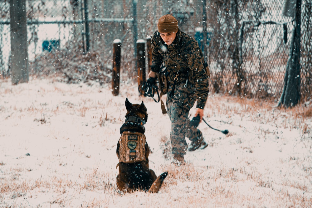 U.S. Marines work with K-9s during search operations