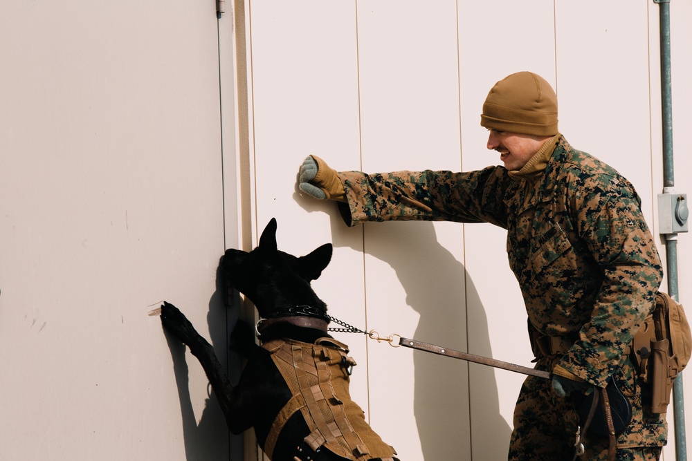 U.S. Marines work with K-9s during search operations