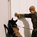 U.S. Marines work with K-9s during search operations