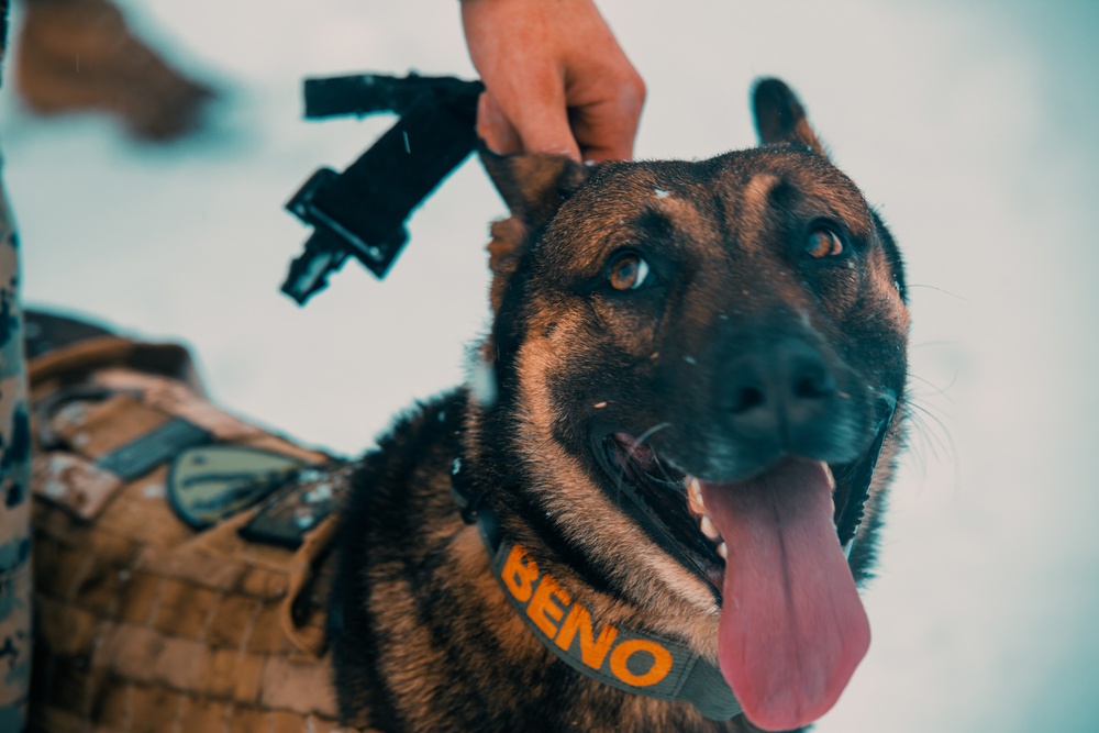 U.S. Marines work with K-9s during search operations