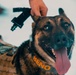 U.S. Marines work with K-9s during search operations