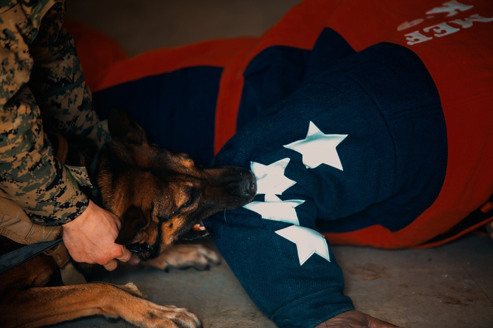 U.S. Marines work with K-9s during search operations