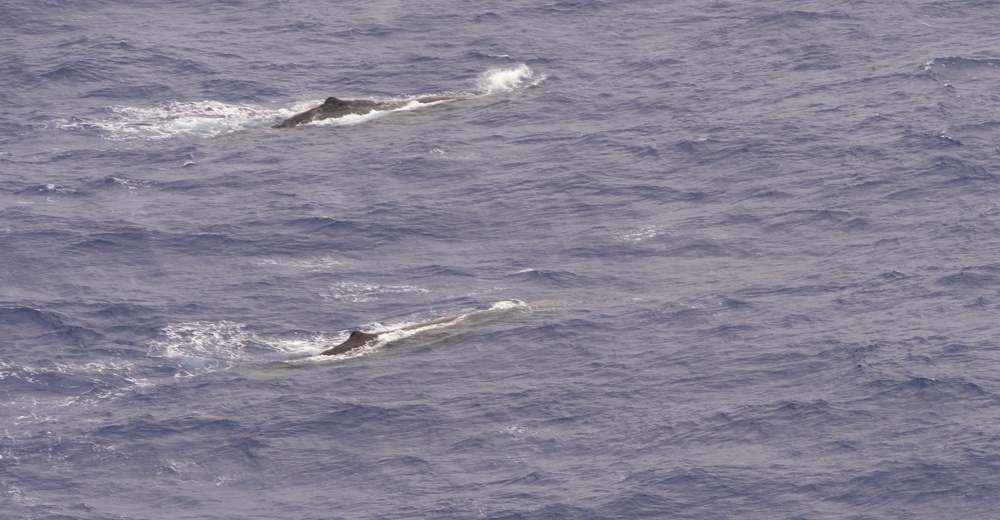 Whales Breach Near USS Nimitz