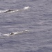 Whales Breach Near USS Nimitz