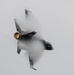 Viper Demo Team performs at Wings Over North Georgia