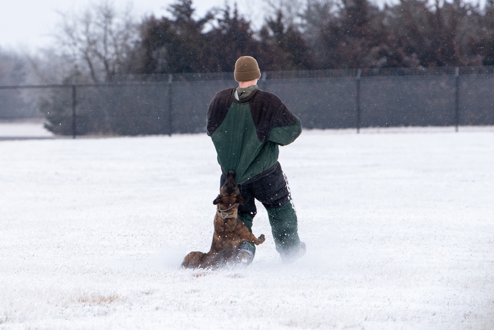 Military working dogs
