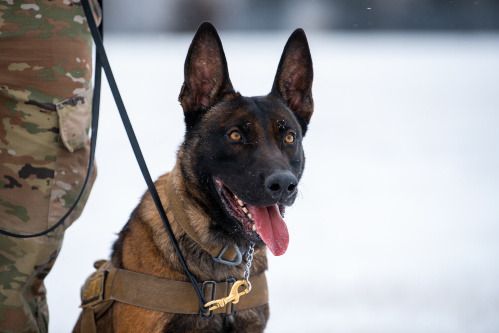 Military working dogs