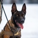 Military working dogs