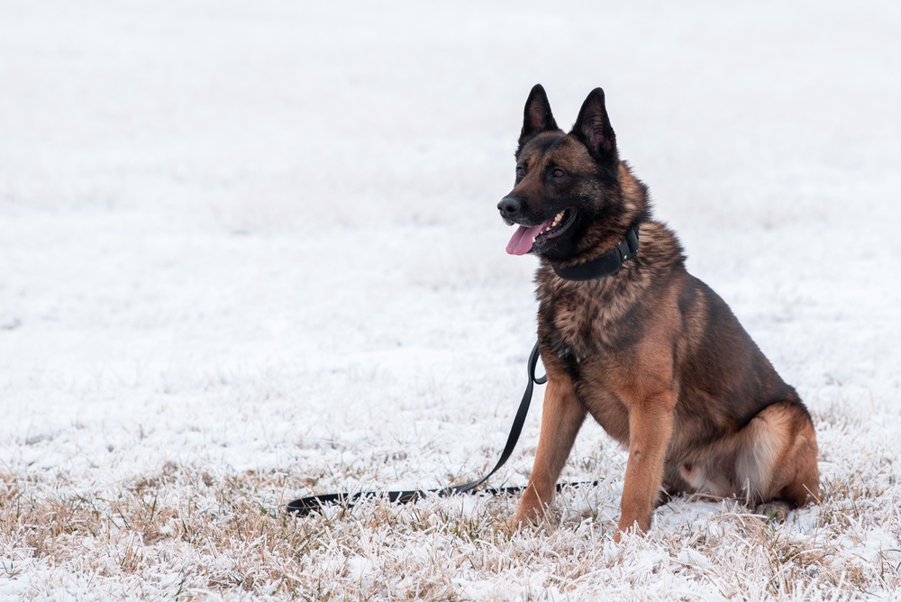 Military working dogs