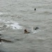 Coast Guard helps rescue 60 sea turtles near South Padre Island, Texas