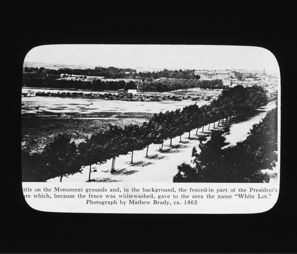 Lantern Slide 13: Cattle on the Washington Monument grounds in 1863.