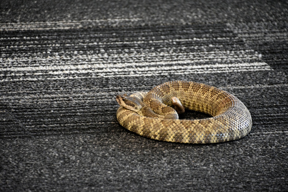 Buzz the Rattlesnake Awaits His &quot;Capture&quot; in Safety Class