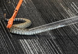 Touching a Live Rattlesnake Made Easy