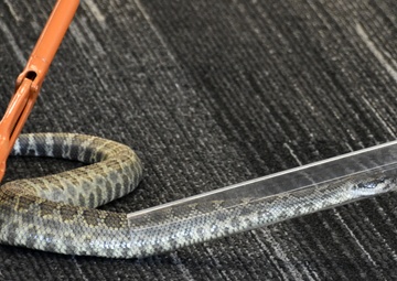 Herpetologist Teaches Employees Proper Snake-Relocation with Help of Live Rattlesnake