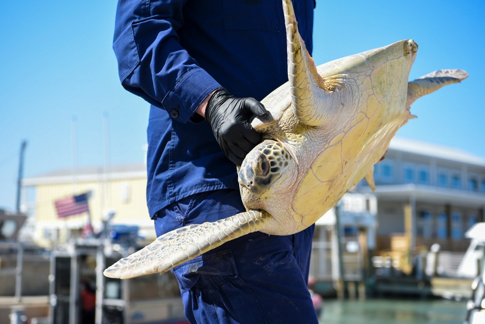 Coast Guard assists in release of sea turtles affected by winter storm near South Padre Island, Texas