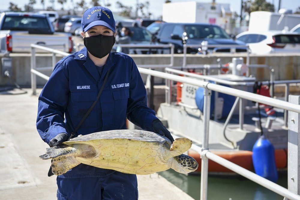 Coast Guard assists in release of sea turtles affected by winter storm near South Padre Island, Texas