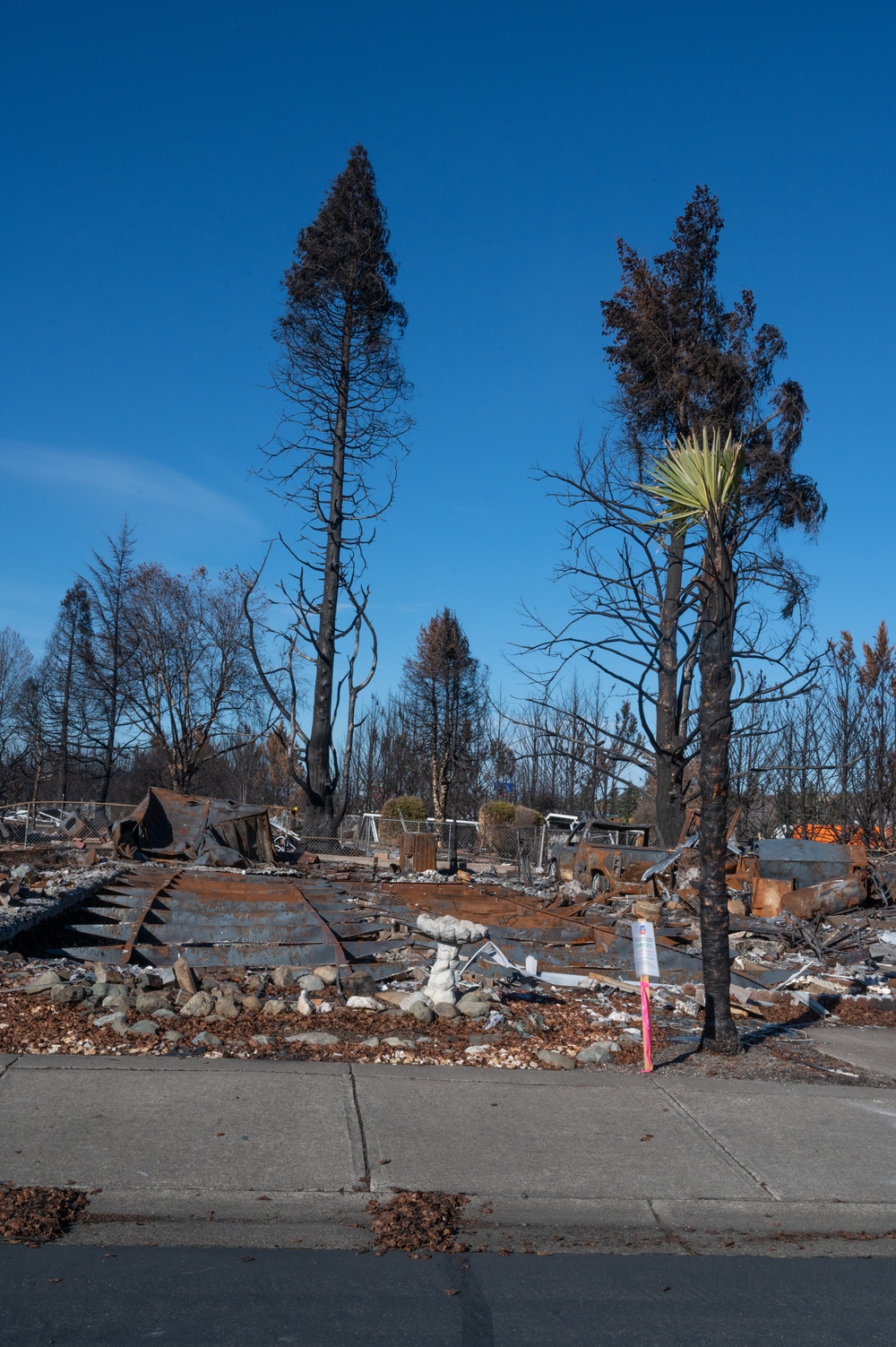 Signs of life among the wildfire damage in Oregon