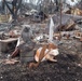 Damage can still be seen after the Oregon wildfires