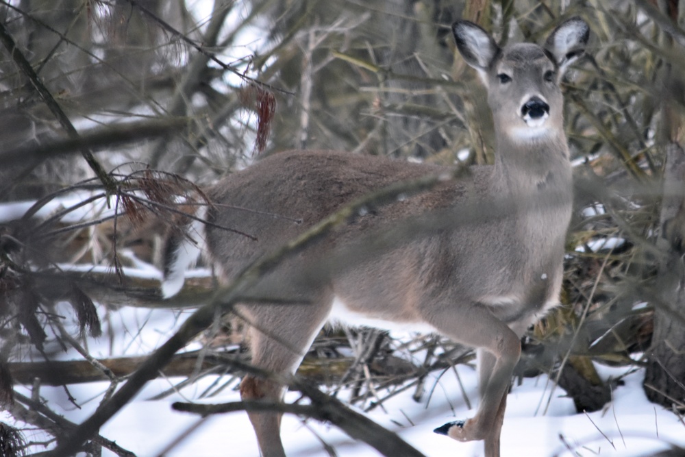 Beware of the Deer!