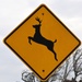 Beware of the Deer!