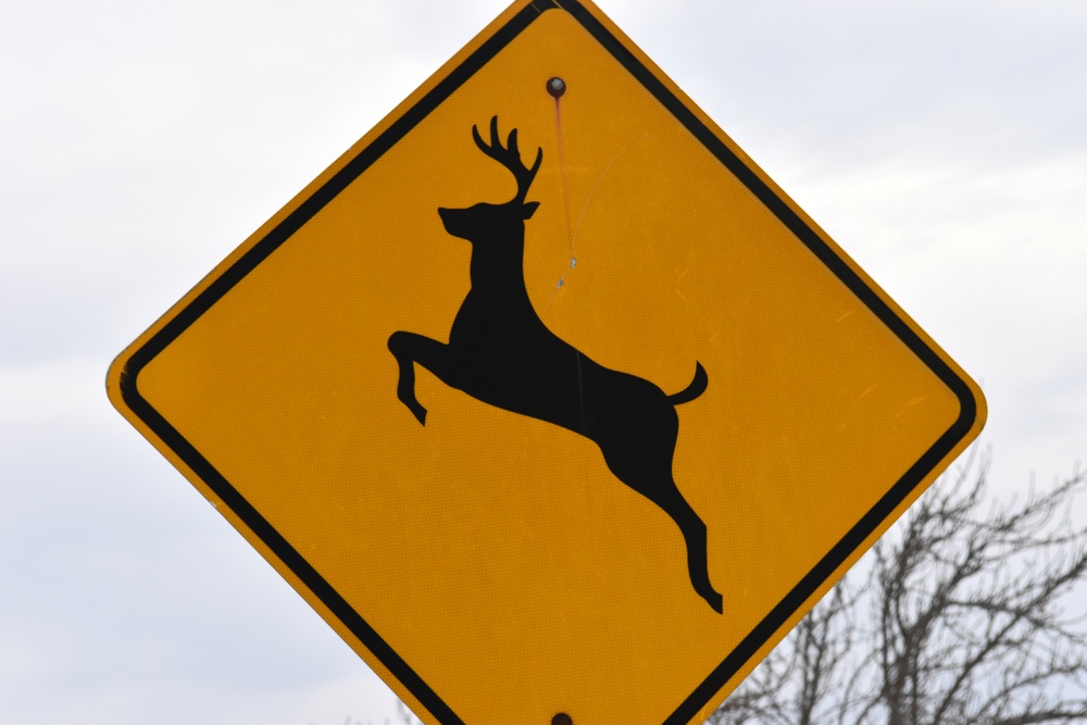 Beware of the Deer!