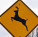 Beware of the Deer!