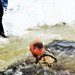 Fort McCoy CWOC class 21-03 students jump in for cold-water immersion training