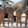 Spanish and Polish Ambassadors visit Al Asad Air Base
