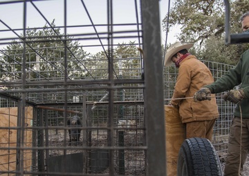 Capturing Feral Hogs on JBSA