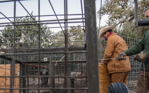 Capturing Feral Hogs on JBSA