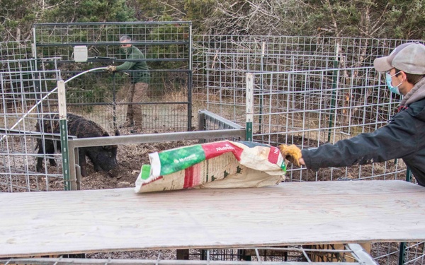 Capturing Feral Hogs on JBSA