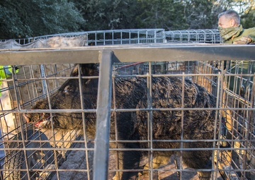 Capturing Feral Hogs on JBSA