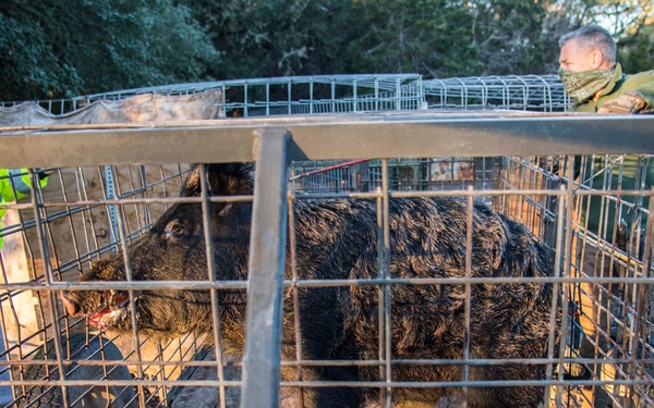 Capturing Feral Hogs on JBSA