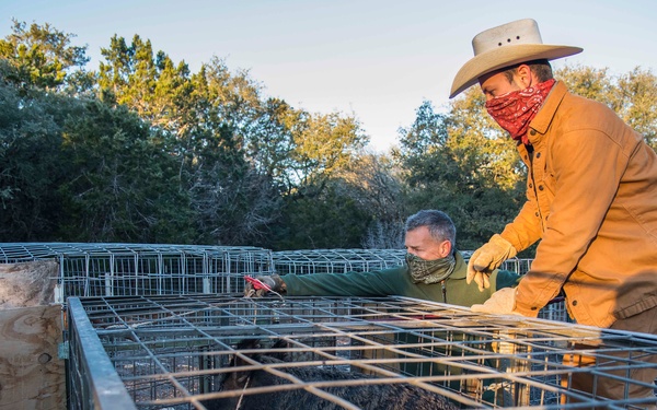Capturing Feral Hogs on JBSA