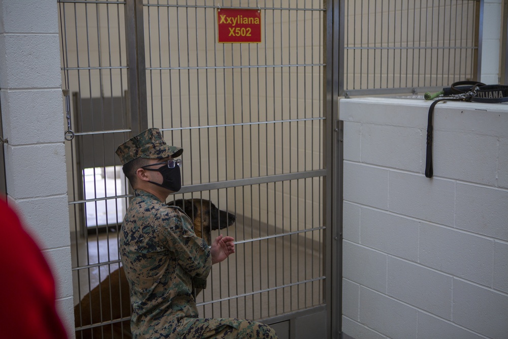 Letting the dogs out.