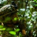 Alpha Company patrols the jungle