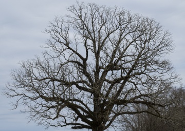 Emerald Warrior 21.1: DAGRE trains CASEVAC with 6th SOS