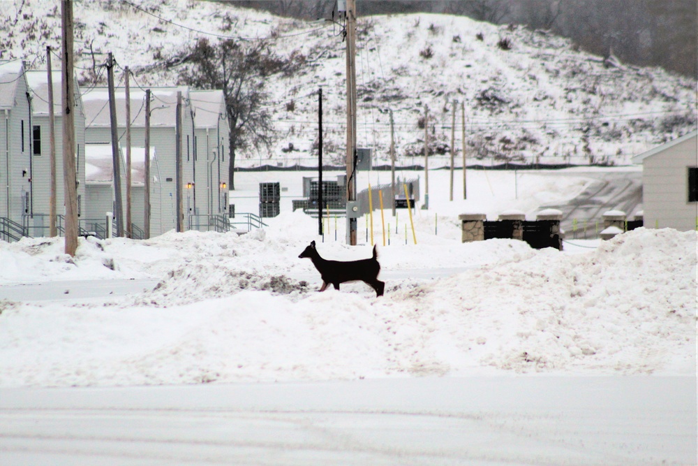 Fort McCoy wildlife