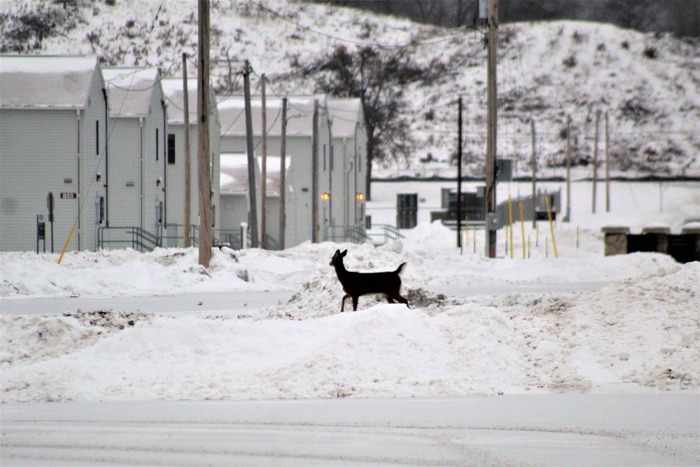 Fort McCoy wildlife