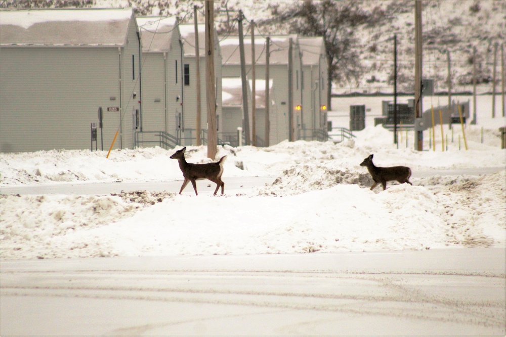 Fort McCoy wildlife