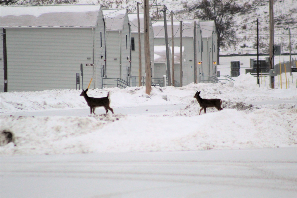 Fort McCoy wildlife