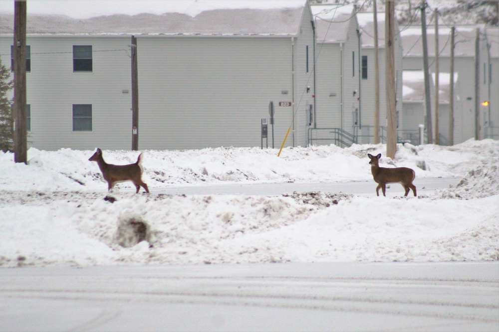 Fort McCoy wildlife