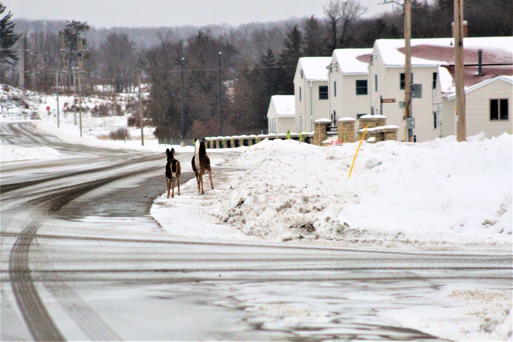 Fort McCoy wildlife