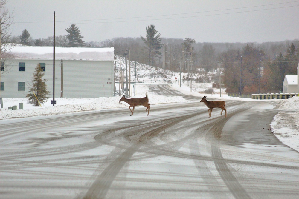 Fort McCoy wildlife