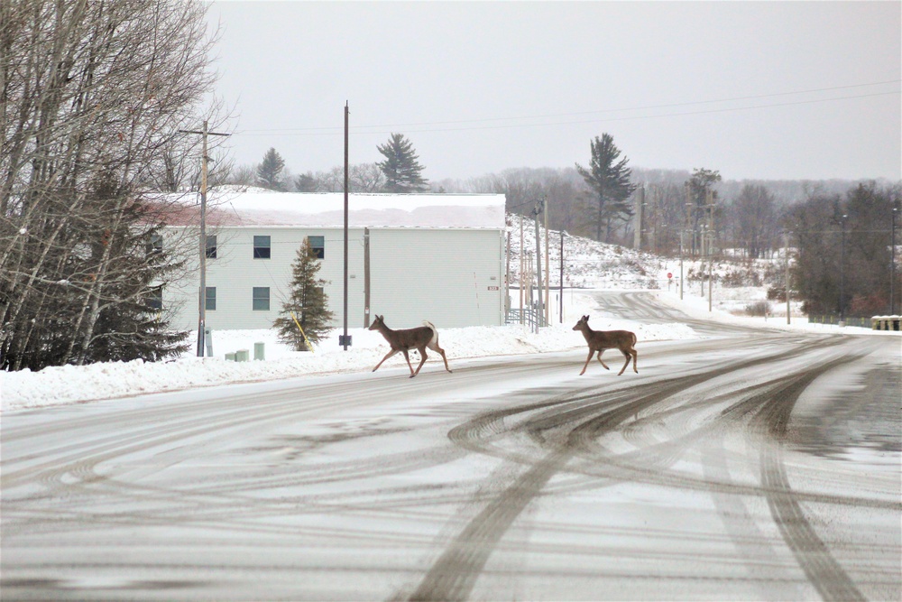 Fort McCoy wildlife