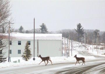 Photo Essay: Fort McCoy wildlife
