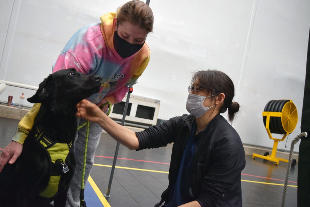 CFAY’s veterinarians care for Ikego pets